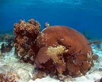Florida corals tell of cold spells and dust bowls past, foretell weather to come