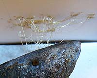 Mussel-inspired MIT glue may have naval, medical applications
