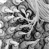 Spider Silks, The Ecological Materials Of Tomorrow