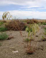 High-Flying Satellites Give Land Managers The Low-Down On Cheatgrass