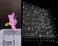 See flower cells in 3-D - no electron microscopy required