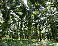 Biofuels Ignite Food Crisis Debate