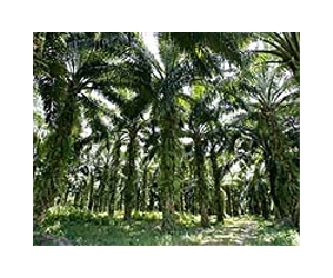 African palm oil makers hit back at global 'smear campaign'