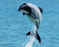 Experts want urgent action on rare N.Zealand 'hobbit' dolphin