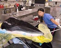 Japan kills 30 minke whales in the name of 'science'