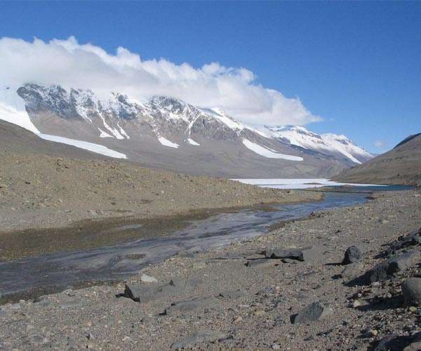 More than half of Antarctica's plant and animals could disappear due to climate change