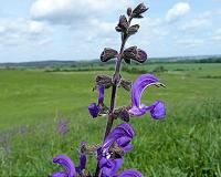 Flowering meadows benefit humankind