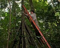 Direct evidence that drought-weakened Amazonian forests 'inhale less carbon'