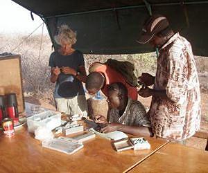 New Kenyan fossils shed light on early human evolution