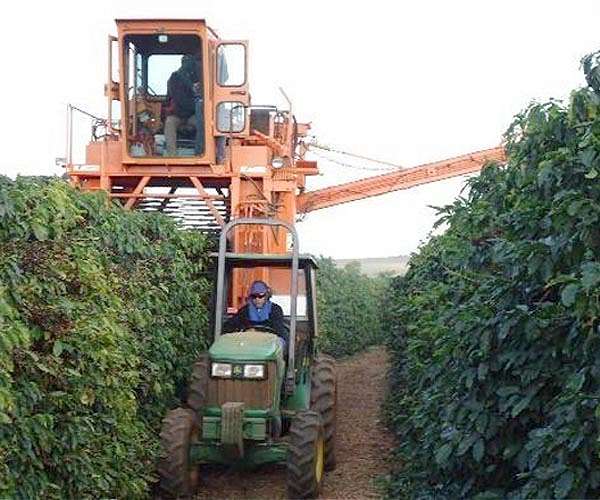 Coffee regions hit by extra days of extreme heat: scientists
