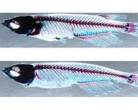 Genetic analysis uncovers the evolutionary origin of vertebrate limbs