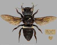 World's biggest bee, thought extinct, rediscovered in Indonesia