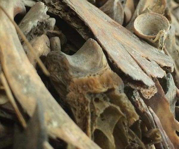 Engineers Develop Stronger Cement Inspired by Human Bone Structure