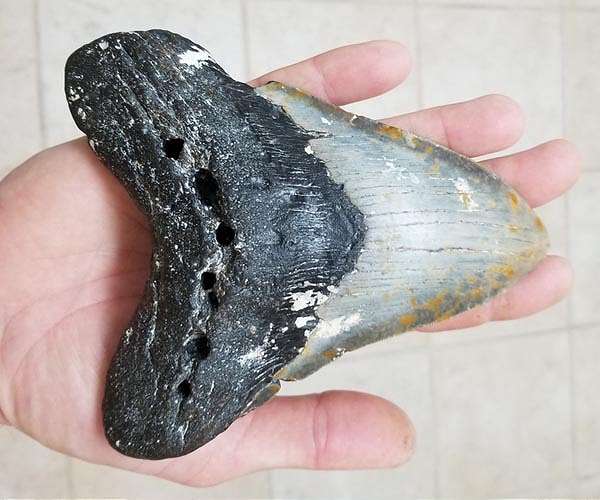 What did Megalodon eat? Anything it wanted - including other predators