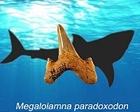 Study reveals new extinct species of giant shark