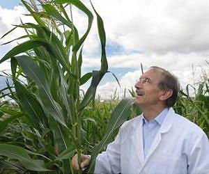Good parents are predictable when it comes to corn