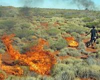 Indigenous hunters improve health of food webs in Australian desert