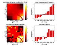 Carnegie Mellon-Led Team Finds First Evidence Of A Living Memory Trace