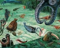 Did extreme fluctuations in oxygen, not a gradual rise, spark the Cambrian explosion?