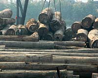 Romanian forests face 'acute' illegal logging problem