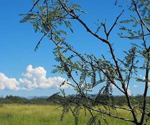 New study shows predators affect the carbon cycle
