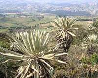 Adaptation never stops as study challenges long-established theory