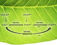 Plants' Oil-Desaturating Enzymes Pair Up to Channel Metabolites