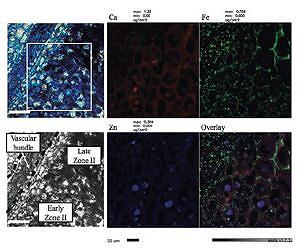 X-ray analysis could boost legumes, thus reducing fertilizer pollution