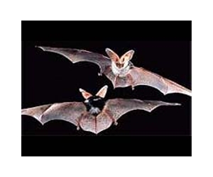 Mother Bats Expert At Saving Energy