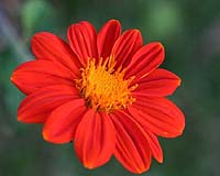 Insight Into Evolution Of First Flowers