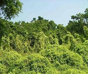 Manage Biological Invasions Like Natural Disasters
