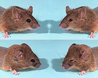 Scientists Reverse Evolution, Reconstruct Ancient Gene