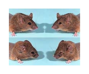 Israeli mice sniff out bombs and vice
