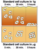 Space: A Bad Influence On Microbes?