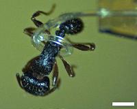 Engineers develop micro-tentacles so tiny robots can handle delicate objects