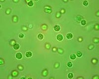 New Low Carbon Synthetic Fuels Association (LCSFA) Forms