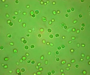 Boeing, Embraer and Sao Paulo Research Lead Aviation Biofuels Program in Brazil