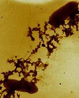 Scientist Revs Up Power of Microbial Fuel Cells in Unexpected Ways