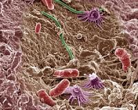Microbes may not be so adaptable to climate change