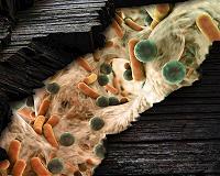 Deep down fracking wells, microbial communities thrive