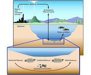 ORNL research reveals new challenges for mercury cleanup