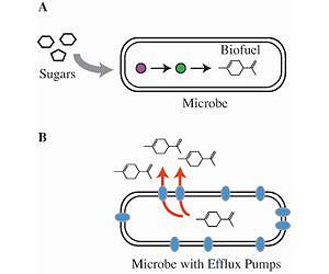 Counteracting Biofuel Toxicity in Microbes