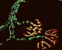 New technique enables detailed insights into mitochondria