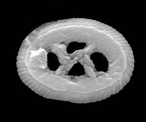 Tiny Shelled Creatures Shed Light On Recovery 65 Million Years Ago