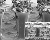 Gecko-inspired Adhesion: Self-cleaning and Reliable