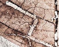 Leaf-mining insects destroyed with the dinosaurs, others quickly appeared