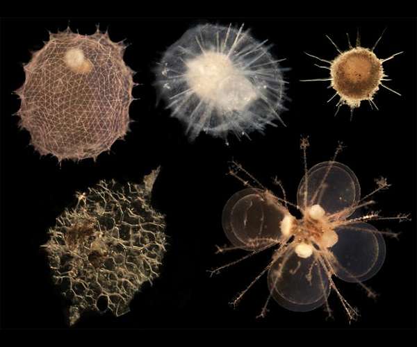 Tiny organisms, huge implications for people