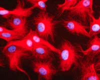 Scientists Observe Nanosize Microtubules Treadmilling Across Plant Cells