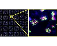 Robots grow mini-organs from human stem cells