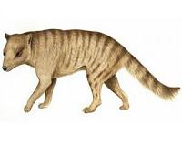Extinct carnivorous marsupial may have hunted prey larger than itself